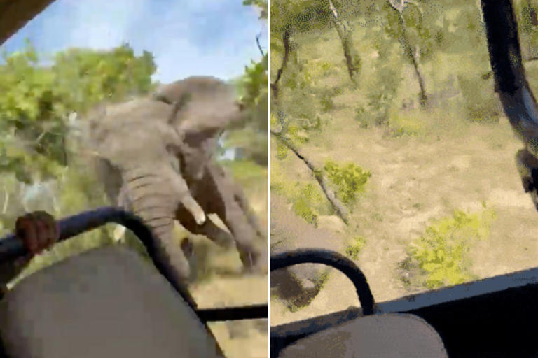 Harrowing video shows elephant charging truck during African safari, killing American tourist