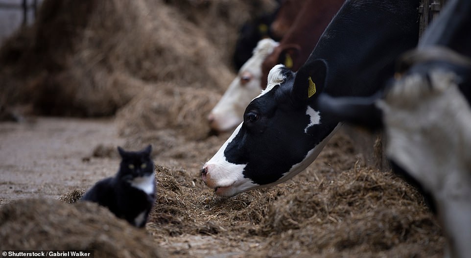 CDC Warns Bird Flu That Infected Texan Mutated To Spread More Easily