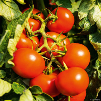 grünkragen an tomaten
