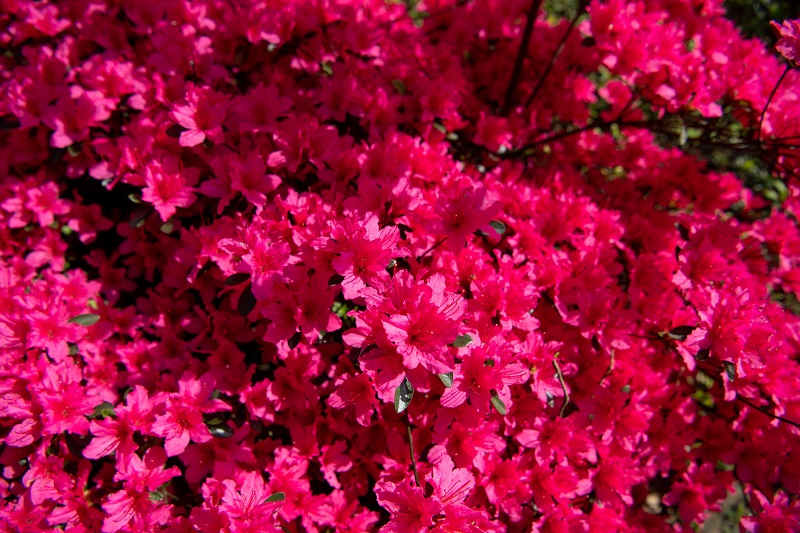 NC celebration of spring voted one of the best flower fests in the country