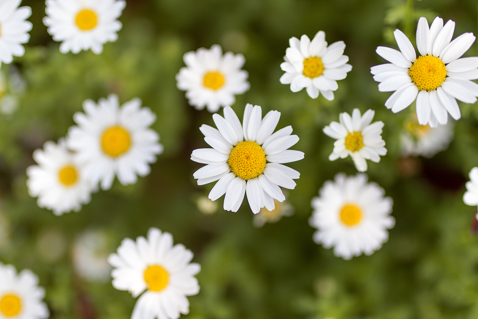 13 Types of Daisy Flowers to Brighten Your Garden