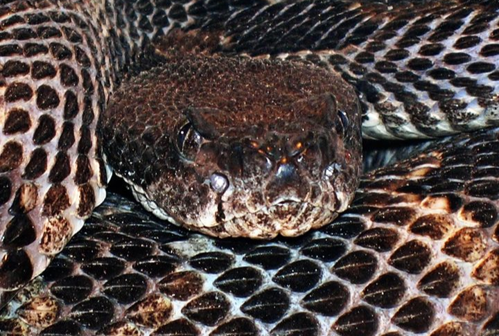 15 Intriguing Facts About Timber Rattlesnakes