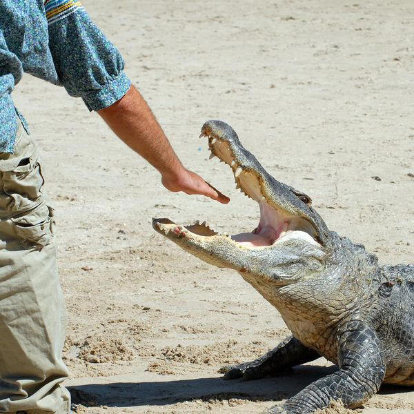 Largest Reptiles in the World