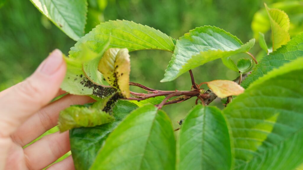 11 Reasons Banana Peels Are the Secret Ingredient Your Garden Needs