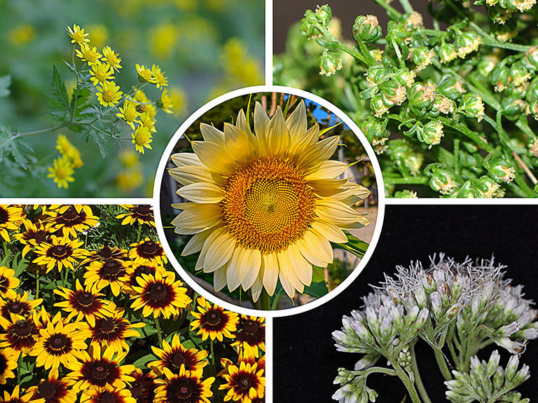 A new sunflower family tree reveals that flower symmetry evolved multiple times independently. Species of the sunflower family with or without bilateral flower symmetry. Chrysanthemum lavandulifolium (upper left) and Artemisia annua (upper right) are closely related species from the same tribe; the former has bilaterally symmetric flowers (the rays) and the latter does not. Rudbeckia hirta (lower left) from the sunflower tribe has bilaterally symmetric flowers, and Eupatorium chinense (lower right) from the Eupatorieae tribe does not; these two tribes are closely related groups. A sunflower (center) shows flowers with bilateral symmetry (the large petal-like flowers in the outer row) and without (the small flowers in the inner rows). Credit: Guojin Zhang, Ma laboratory, Penn State