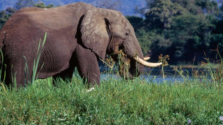 Elderly American tourist killed in elephant attack while on safari in Zambia