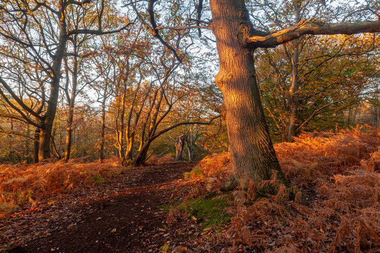 The lesser-known Kent village with stunning woodland walks and ...