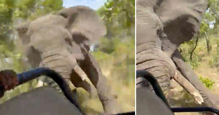 The elephant attacked a safari truck at Kafue National Park in Zambia on Saturday (Pictures: @ginnydmm/Jamie Pyatt News)