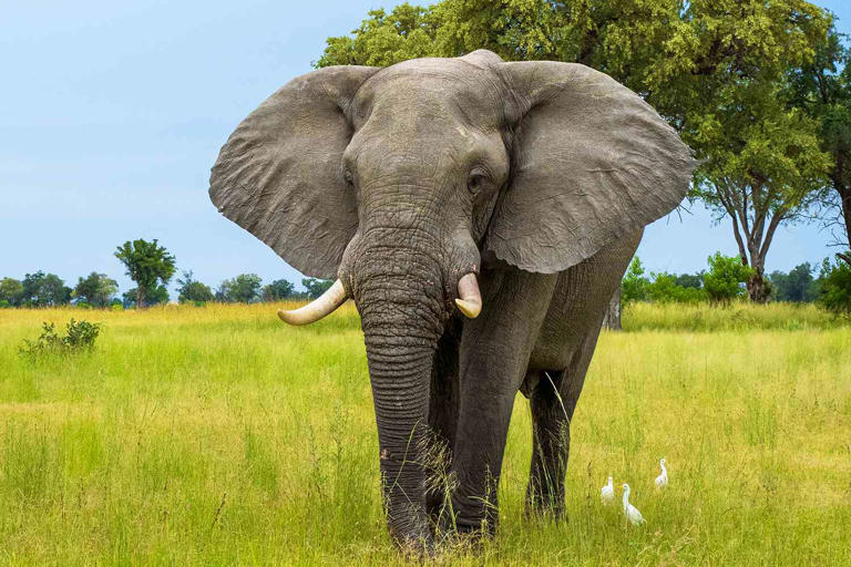 Henrik Karlsson/Getty The African bush elephant, also known as the African savanna elephant