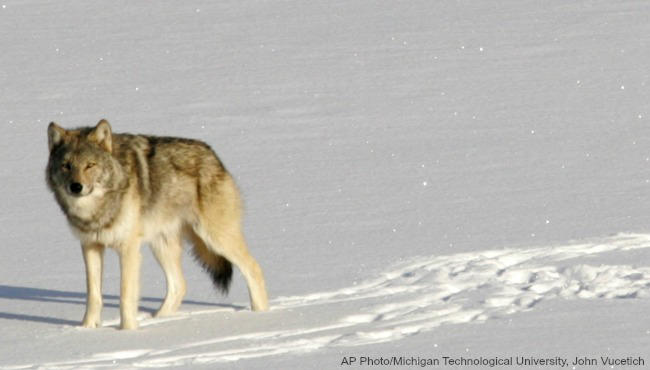 DNR: Gray wolf killed in Calhoun County