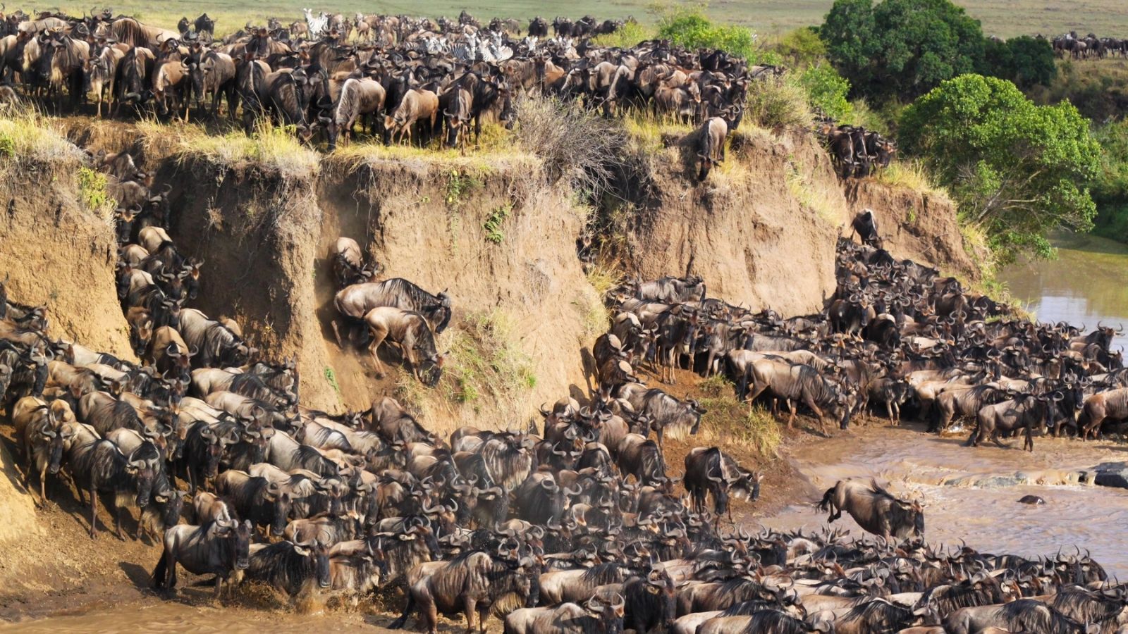 <p>Animal migrations are one of the most fascinating events in the world. Thousands of animals gather and go to the other end of the globe yearly, some crossing through vast African plains while others cruise the oceans. Here are some of the most magnificent and largest animal migrations in the world:</p>