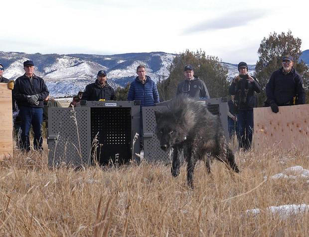 Calf killed by wolf on Grand County landowner's property, Colorado ...