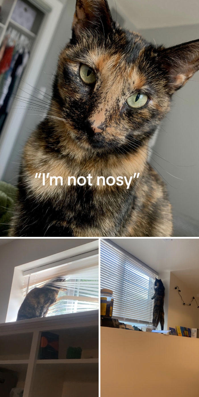 45 Owners Share Hilarious Photos Of Their Pets Being Nosy