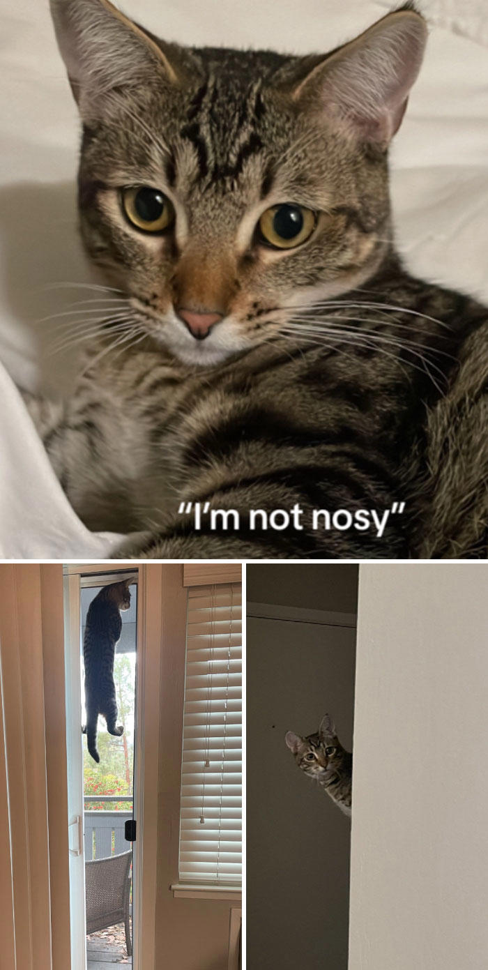 45 Owners Share Hilarious Photos Of Their Pets Being Nosy