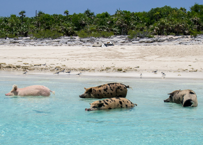 These Islands Are Ruled By The Cutest Wild Animals