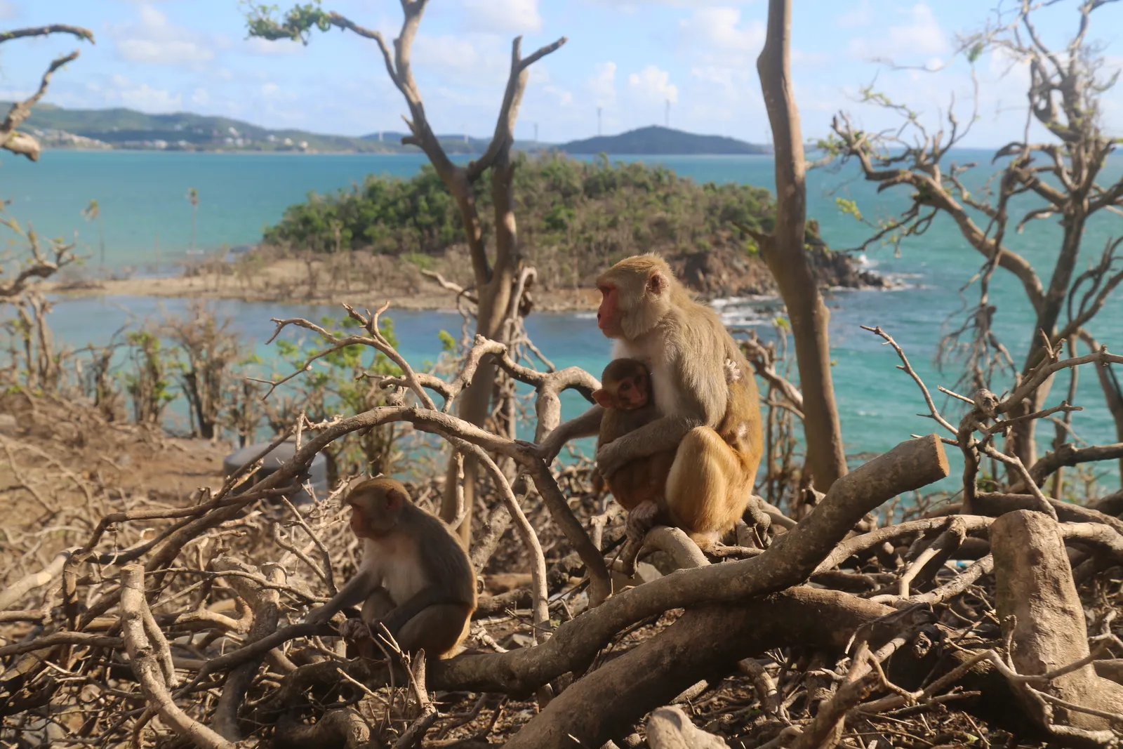 These Islands Are Ruled By The Cutest Wild Animals