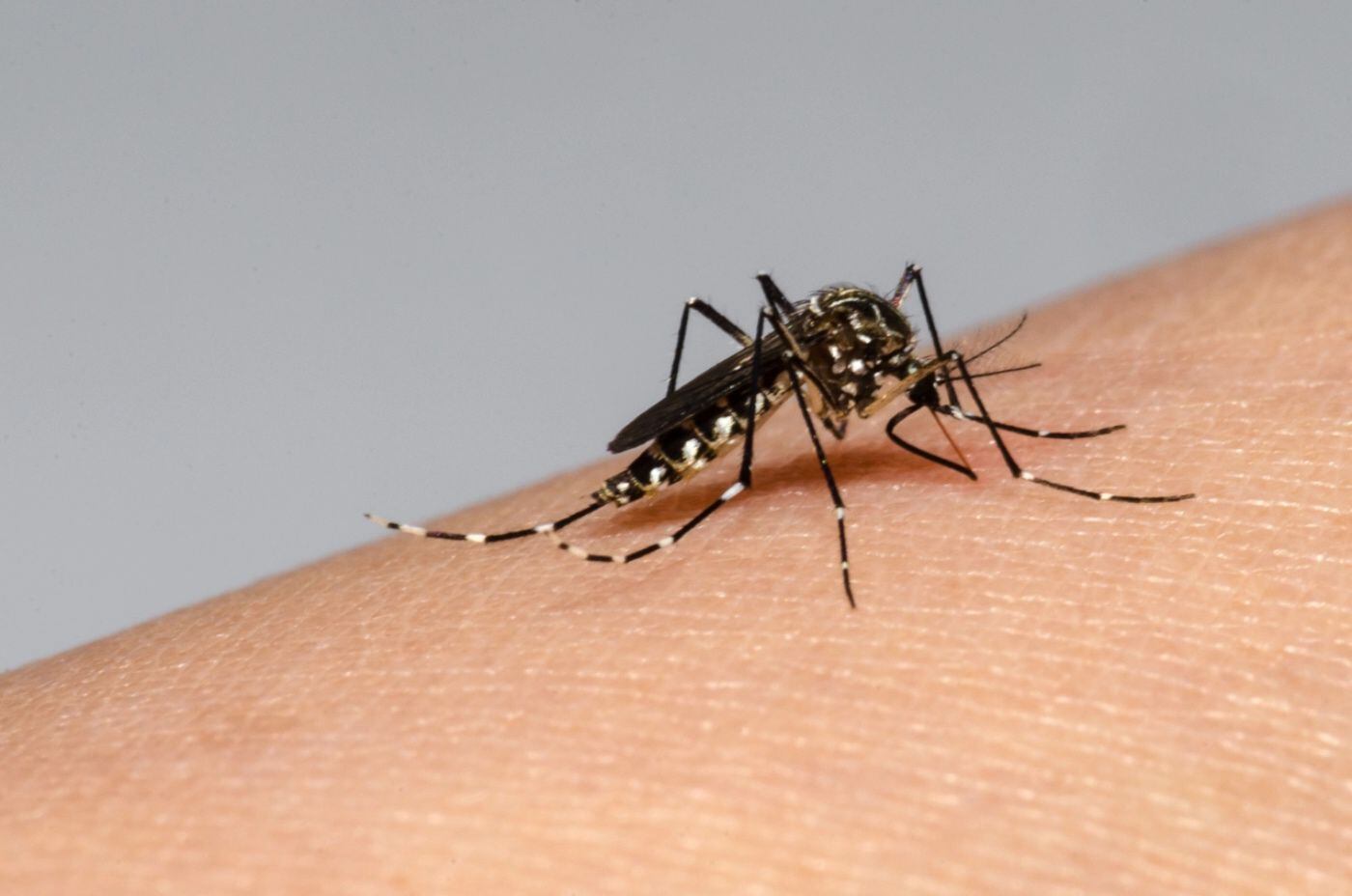 cómo identificar al mosquito del dengue y cuáles son los síntomas de la enfermedad