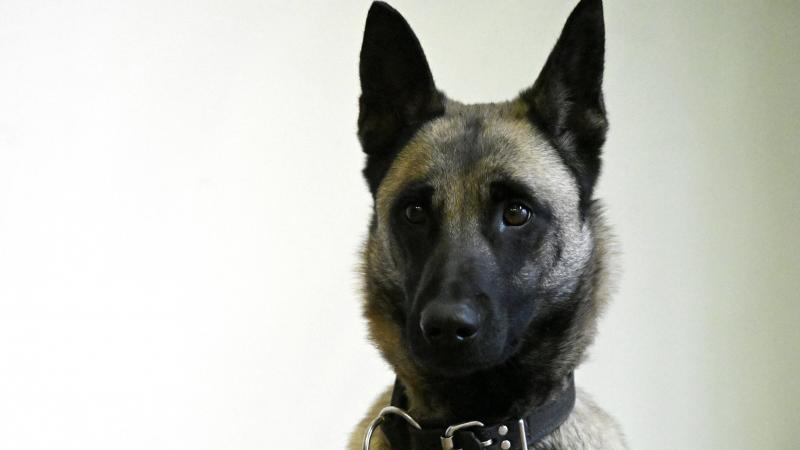 un chien formé pour détecter les traces numériques intègre la police fédérale, une première