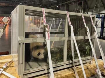 韓国から帰国のジャイアントパンダ「福宝」が成都に到着