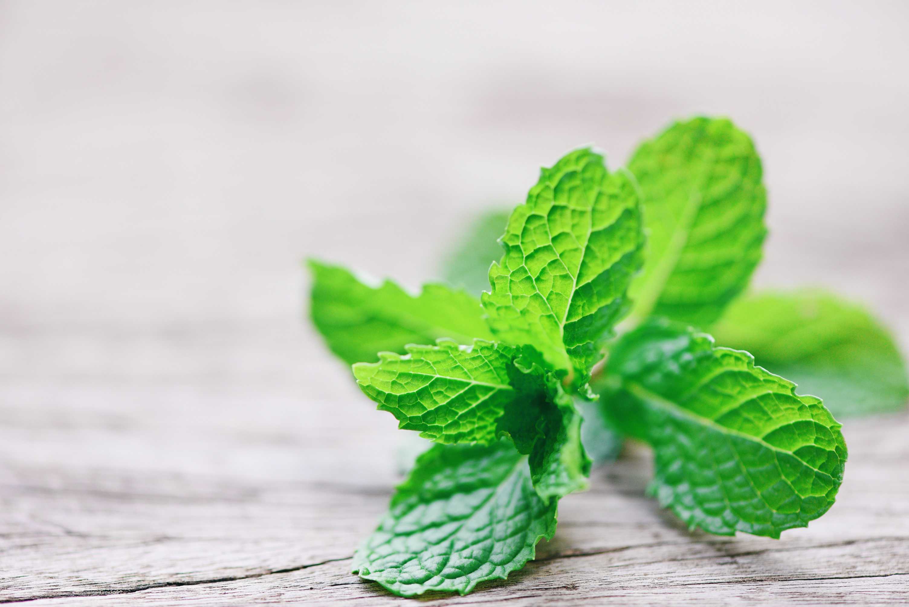 microsoft, the benefits of spearmint for liver health, curated by nutrition professionals