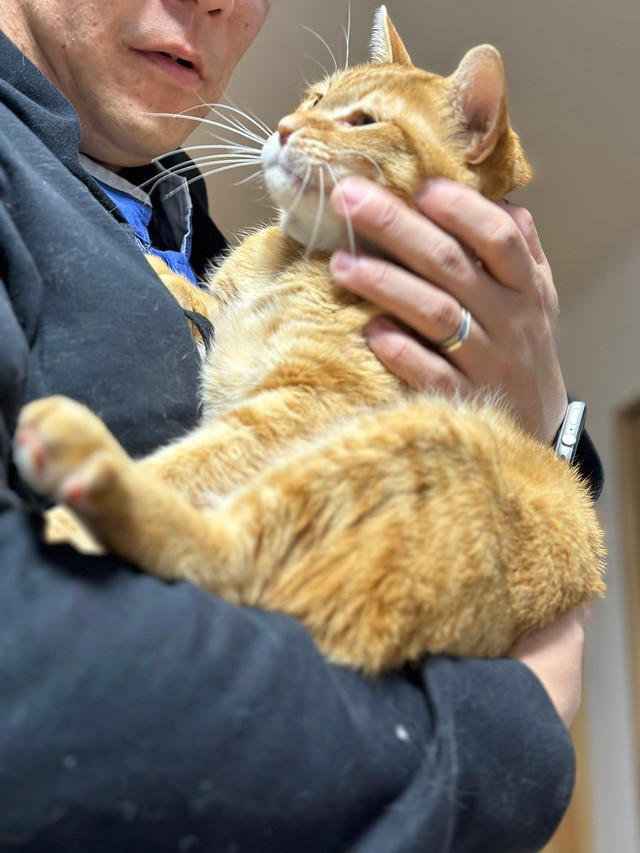 猫が突如マンションのベランダに→「寒くてかわいそう」と保護、お父さんのお腹を揉むのが日課に