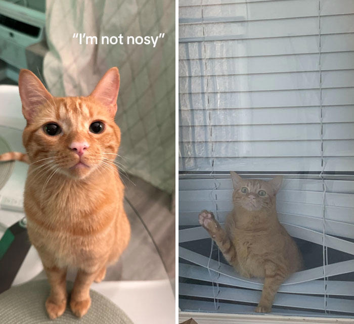 45 Owners Share Hilarious Photos Of Their Pets Being Nosy