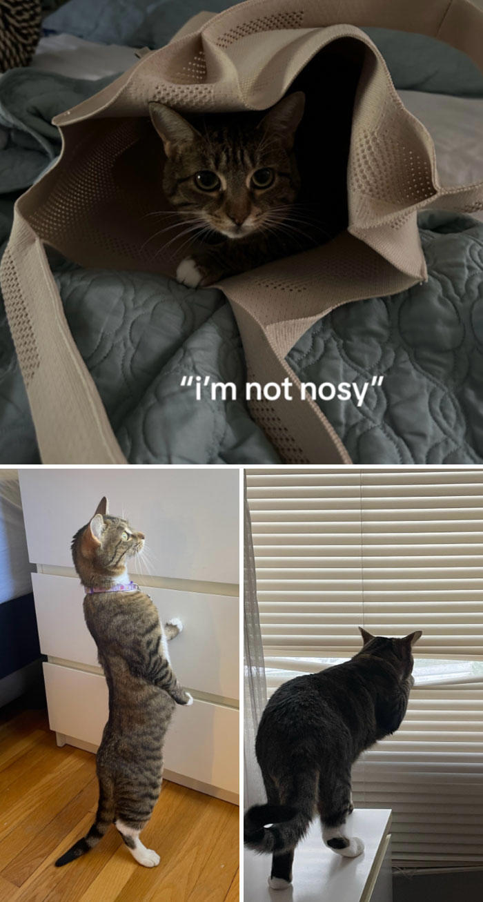 45 Owners Share Hilarious Photos Of Their Pets Being Nosy