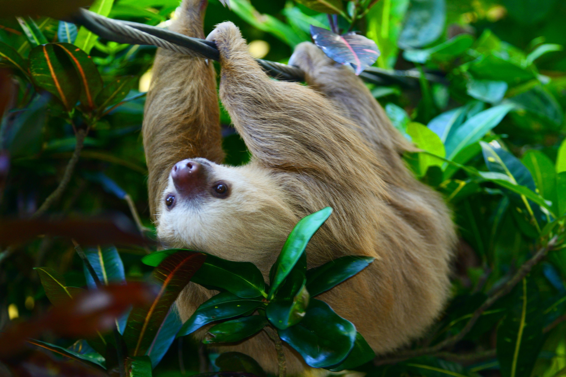 <p>This fabulous ecosystem protects Costa Rica's best coral reef formations and the massive trees of the lowland Atlantic tropical rainforest and their inhabitants, the residents of which include the long-limbed two-toed sloth (pictured).</p><p>You may also like:<a href="https://www.starsinsider.com/n/281580?utm_source=msn.com&utm_medium=display&utm_campaign=referral_description&utm_content=627756en-en"> The most dangerous online celebrities</a></p>