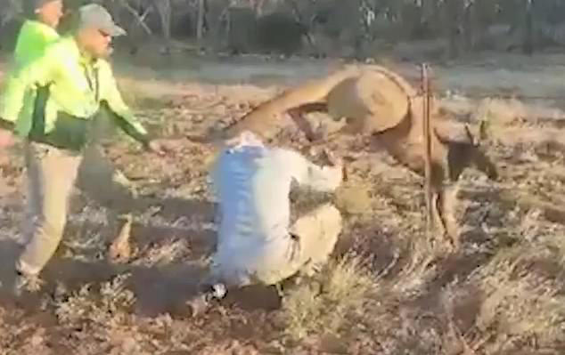 Touching moment beekeepers save a helpless kangaroo trapped in a wire fence