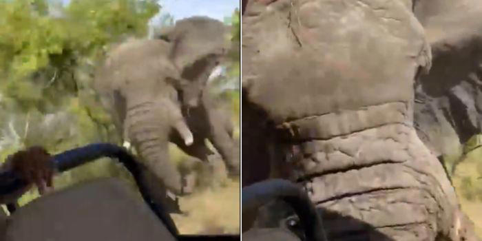 US Tourist Killed After Elephant Overturns Safari Vehicle