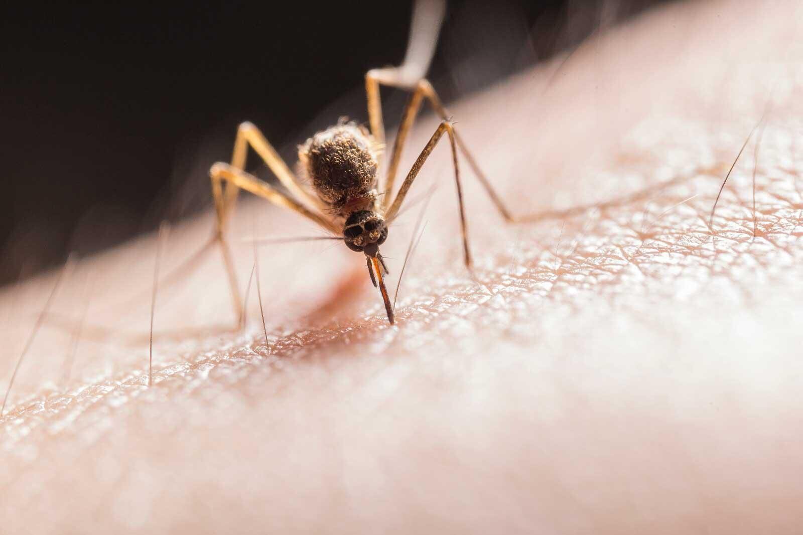 todos han cursado una enfermedad leve: el perfil de los 179 casos de dengue tras hallazgo de nuevo foco en los andes