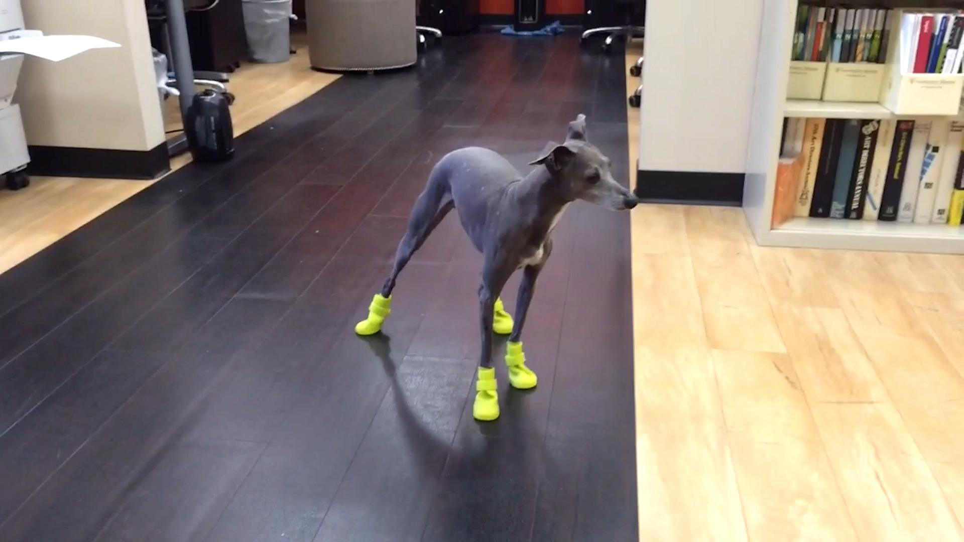 Pets Wearing Shoes