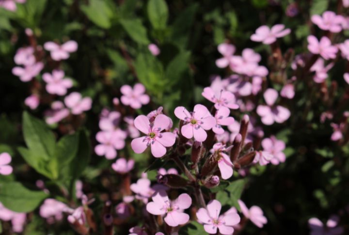 15 Sun-Loving Ground Cover Plants That Will Transform Your Garden