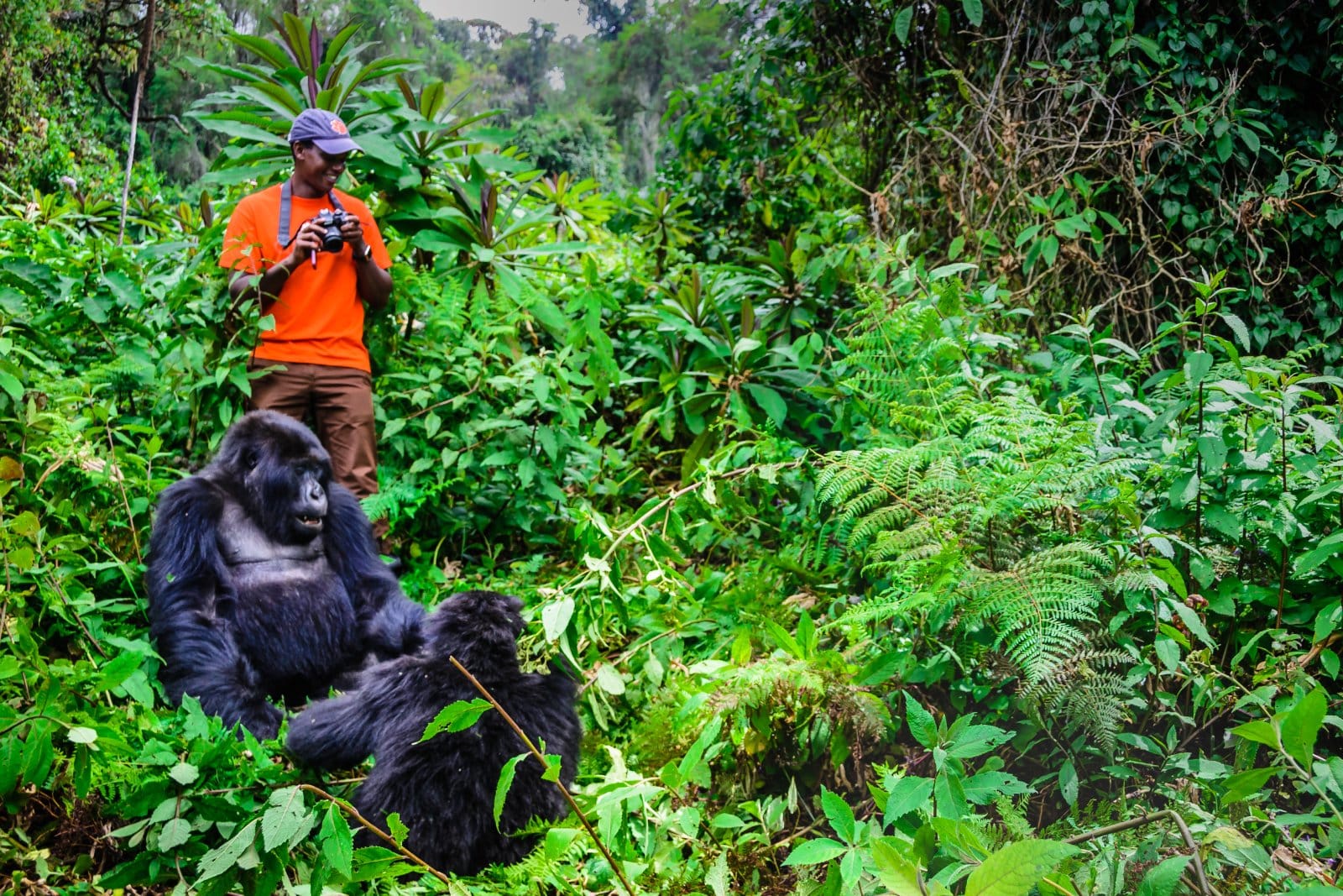 <p class="wp-caption-text">Image Credit: Shutterstock / Tetyana Dotsenko</p>  <p><span>Gorilla trekking in Rwanda’s Volcanoes National Park offers an intimate glimpse into the world of the mountain gorillas in their natural habitat. This rare and profound experience involves trekking through the dense forests of the Virunga Mountains to observe these majestic creatures at close range. The encounter with gorillas is a thrilling adventure and a poignant reminder of the fragility of our natural world and the importance of conservation efforts to protect these endangered species.</span></p>