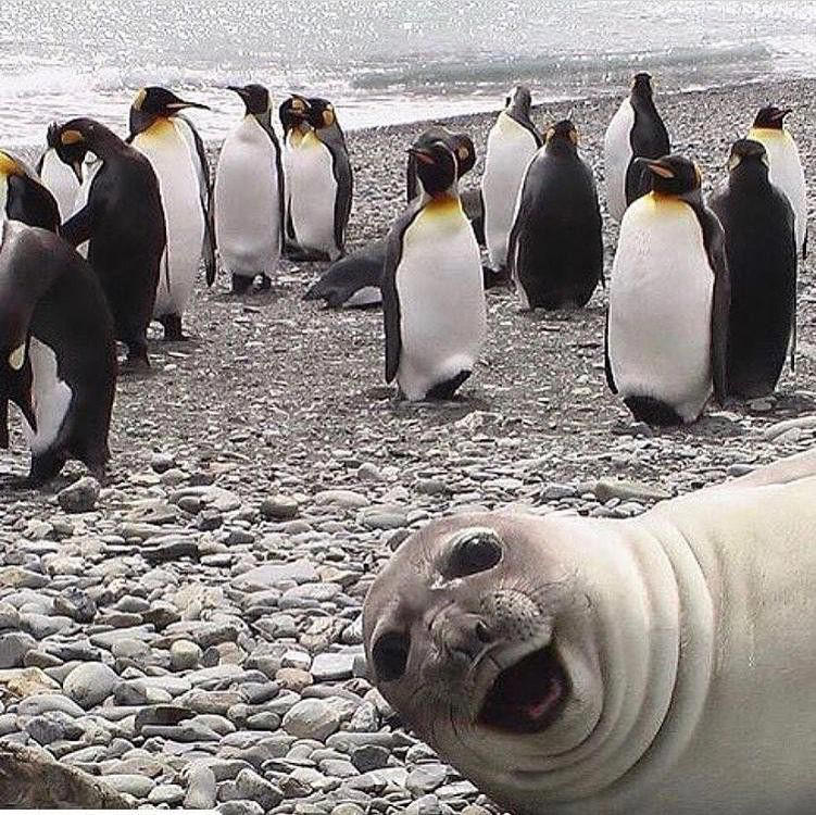 Hilarious Animal Photobombs That Are Truly Awesome