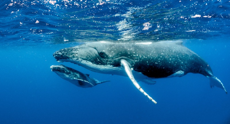 <p>Humpback Whales migrate annually up to 25,000 kilometers (15,500 miles) between their feeding grounds in the cold waters of the polar regions and their breeding grounds in tropical or subtropical waters. These migrations allow humpback whales to take advantage of the abundant food supply in the polar regions during the summer and return to warmer waters for breeding and giving birth. Along the way, they are known for their spectacular breaching behavior and complex songs, especially by males during the breeding season. The migration routes of humpback whales are crucial for their survival and are increasingly threatened by climate change and human activities.</p>