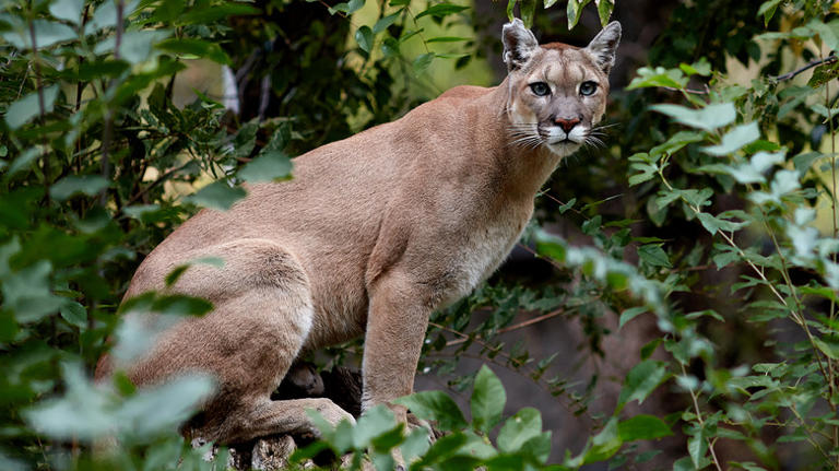 What To Do If You Encounter A Mountain Lion While Hiking Or Camping