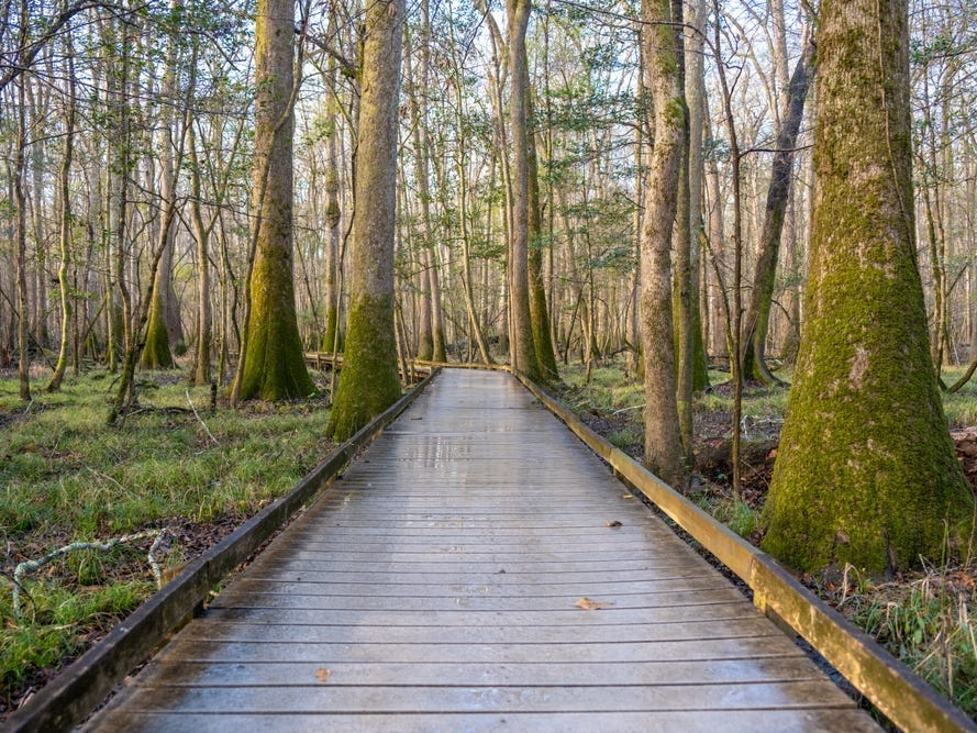<p>Located about 25 minutes from the capital of South Carolina, Congaree National Park was my go-to spot while I was in grad school.</p><p>The park doesn't charge an entrance fee, which I appreciated when I wanted to take a quick hike or explore the visitor's center.</p><p>This park is also unique in that it houses <a href="https://www.americanforests.org/article/congaree-where-the-trees-are-still-tall/">81 different species of trees</a> and is <a href="https://www.nps.gov/cong/learn/nature/index.htm">one of the most biodiverse forests</a> in the US. If you're fond of forests and swamps, I'd definitely recommend visiting this hidden gem.</p>