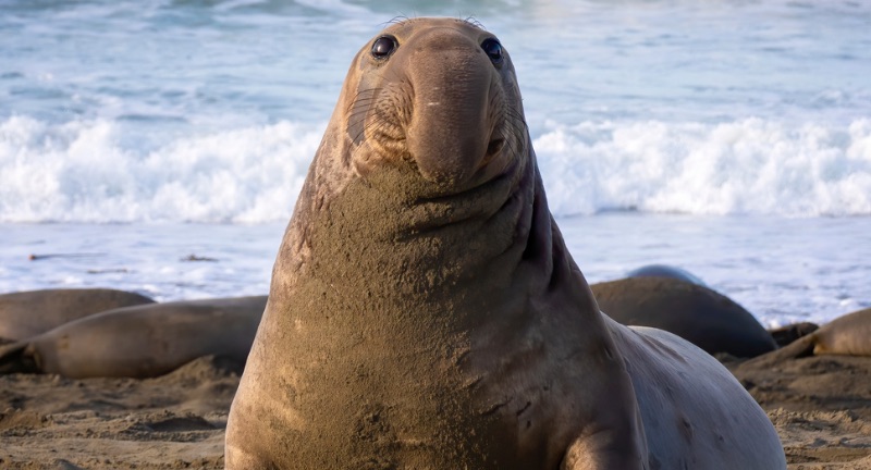 <p>Elephant Seals embark on biannual migrations that can exceed 21,000 kilometers (13,000 miles) through the Pacific Ocean, searching for feeding grounds rich in squid and fish. These deep-sea divers can plunge to depths of over 1,500 meters (4,921 feet) in search of prey, spending months at sea before returning to land to breed and molt. Their migrations are among the longest of any marine mammal, highlighting their incredible adaptability and endurance. Elephant seals’ extensive journeys contribute to our understanding of oceanic ecosystems and the impacts of climate change on marine life.</p>
