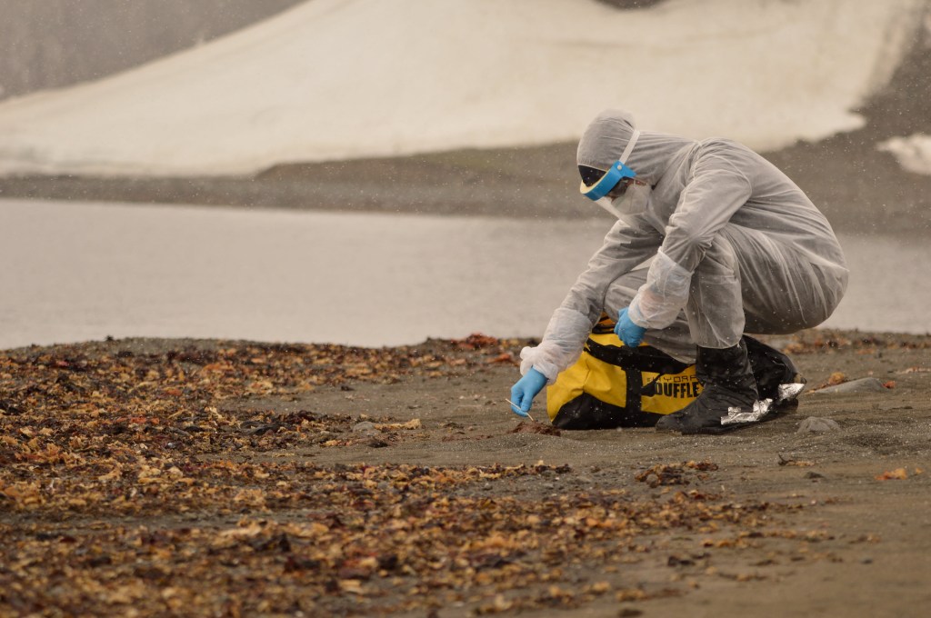 Bird Flu Pandemic Could Be ‘100 Times Worse’ Than COVID, Scientists Warn