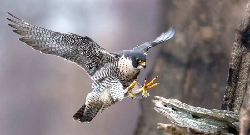 <p>Peregrine Falcons are not only the world’s fastest birds but also among the most widely distributed, and they migrate thousands of kilometers between breeding sites in the Arctic and wintering areas in South America. These birds are known for their breathtaking hunting dives or stoops, reaching speeds over 320 km/h (200 mph). The falcons’ migration is driven by the availability of prey and the changing seasons. Their widespread presence and migratory patterns offer insights into the health of bird populations and the ecosystems they inhabit.</p>