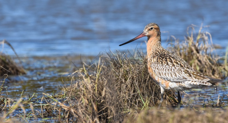 <p>Alaskan Bar-tailed Godwits hold the record for the longest non-stop flight of any bird, flying approximately 11,000 kilometers (6,835 miles) from Alaska to New Zealand without pausing for food or rest. This extraordinary journey is fueled by extensive fat reserves accumulated before migration, demonstrating a remarkable adaptation to long-distance travel. The godwits’ flight is a testament to their endurance and efficiency in air travel, using favorable wind conditions to aid their journey. Their migration sheds light on the incredible physiological adaptations birds have evolved to travel vast distances.</p>