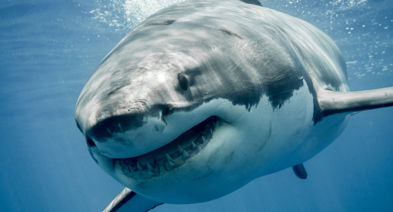 <p>Great White Sharks are among the ocean’s most formidable predators and are known for their long migratory journeys, with some individuals traveling over 20,000 kilometers (12,427 miles) in a single trip. These migrations are motivated by the search for food and breeding grounds, demonstrating the sharks’ complex behavioral patterns and navigational skills. Great whites use a combination of electromagnetic field detection and olfactory cues to navigate across open waters. Their migration patterns are crucial for understanding the ecological role of these apex predators in marine ecosystems.</p>