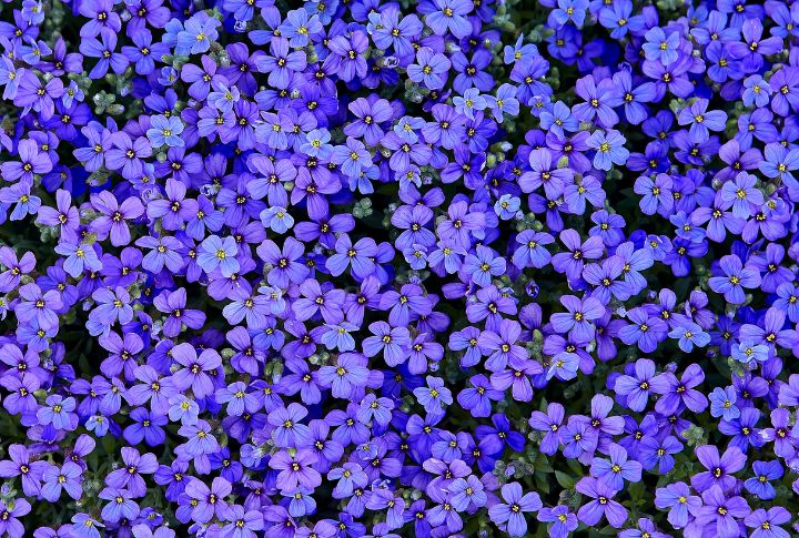 15 Sun-Loving Ground Cover Plants That Will Transform Your Garden