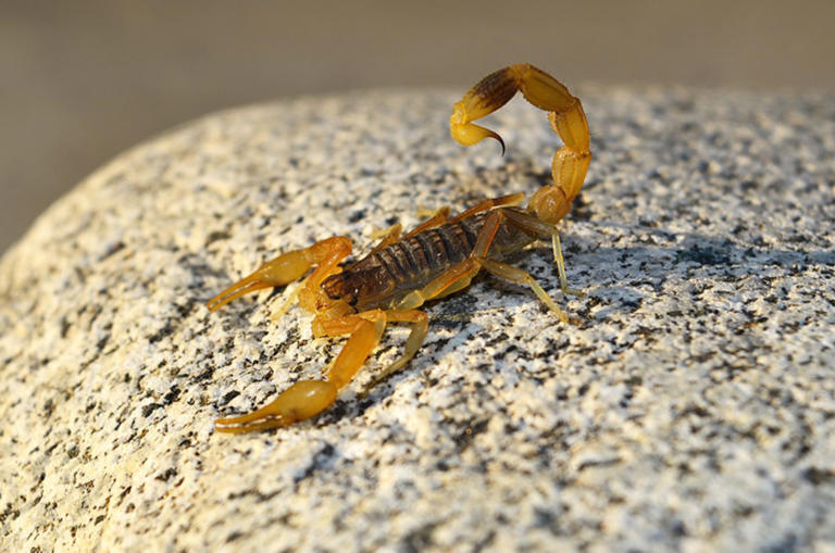 remedios para ahuyentar alacranes