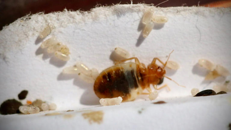 7 signs of bed bugs in your mattress — and whether it can be saved or not