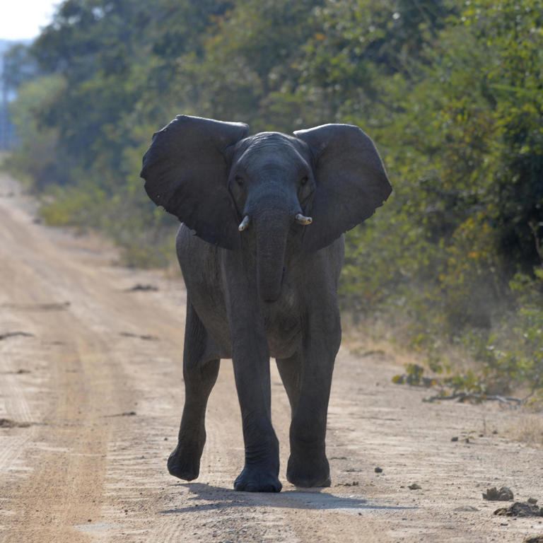 Angry Elephant in the Kafue National Park, Zambia