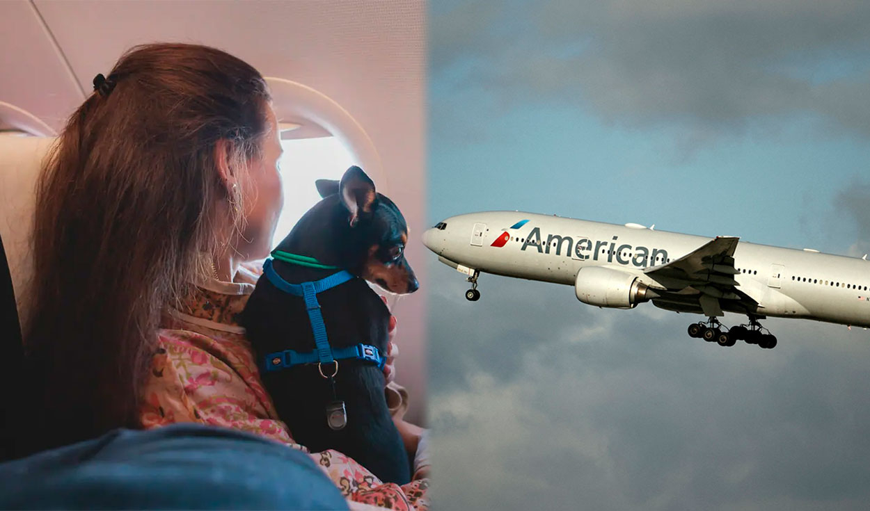 American Airlines Permitirá Viajar Con Mascotas En Colombia: Entérate ...