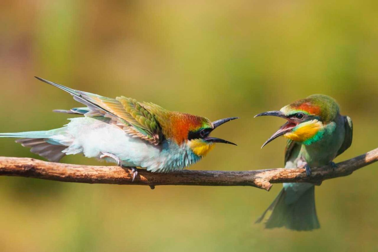 <ul> <li><a href="https://overthoughtthis.com/fabulous-bird-facts/">14 Fabulous Facts About Our Feathery Friends</a></li> </ul><p><strong>Read More:</strong></p><ul> <li><a href="https://overthoughtthis.com/beyond-the-fluff-10-unexpected-facts-about-the-red-panda/">Not Just Fluff: Fascinating Facts About Red Pandas</a></li> <li><a href="https://overthoughtthis.com/ignobel-prize-winners/">Ig Nobel Prize Winners: Seriously Goofy Science</a></li> </ul>