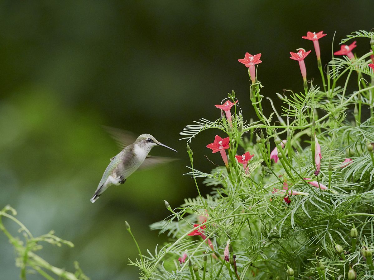 21 Flowers That Hummingbirds Adore